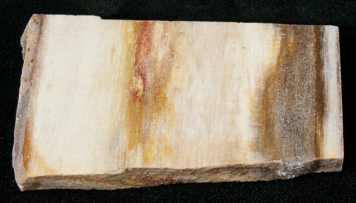 Araucaria Petrified Wood Slab #17132